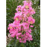 LAGERSTROEMIA ROSE (Lilas des Indes)