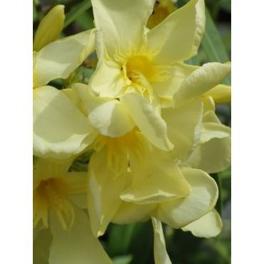 NERIUM oleander JAUNE (Laurier rose)