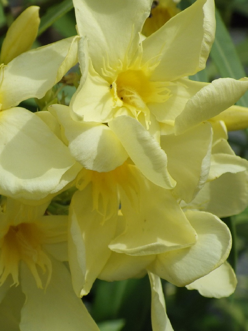 NERIUM oleander JAUNE