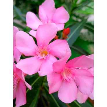 NERIUM oleander ROSE (Laurier rose)