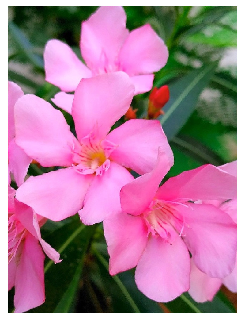 NERIUM oleander ROSE (Laurier rose)