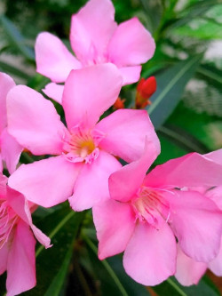NERIUM oleander ROSE