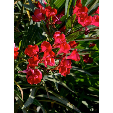 NERIUM oleander ROUGE (Laurier rose)