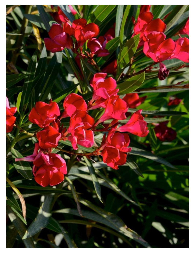 NERIUM oleander ROUGE (Laurier rose)