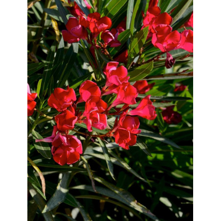 NERIUM oleander ROUGE (Laurier rose)