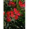 NERIUM oleander ROUGE (Laurier rose)