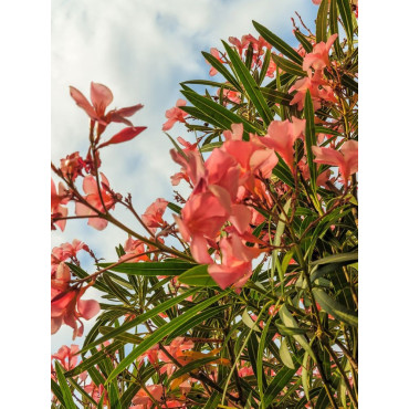 NERIUM oleander SAUMON (Laurier rose)