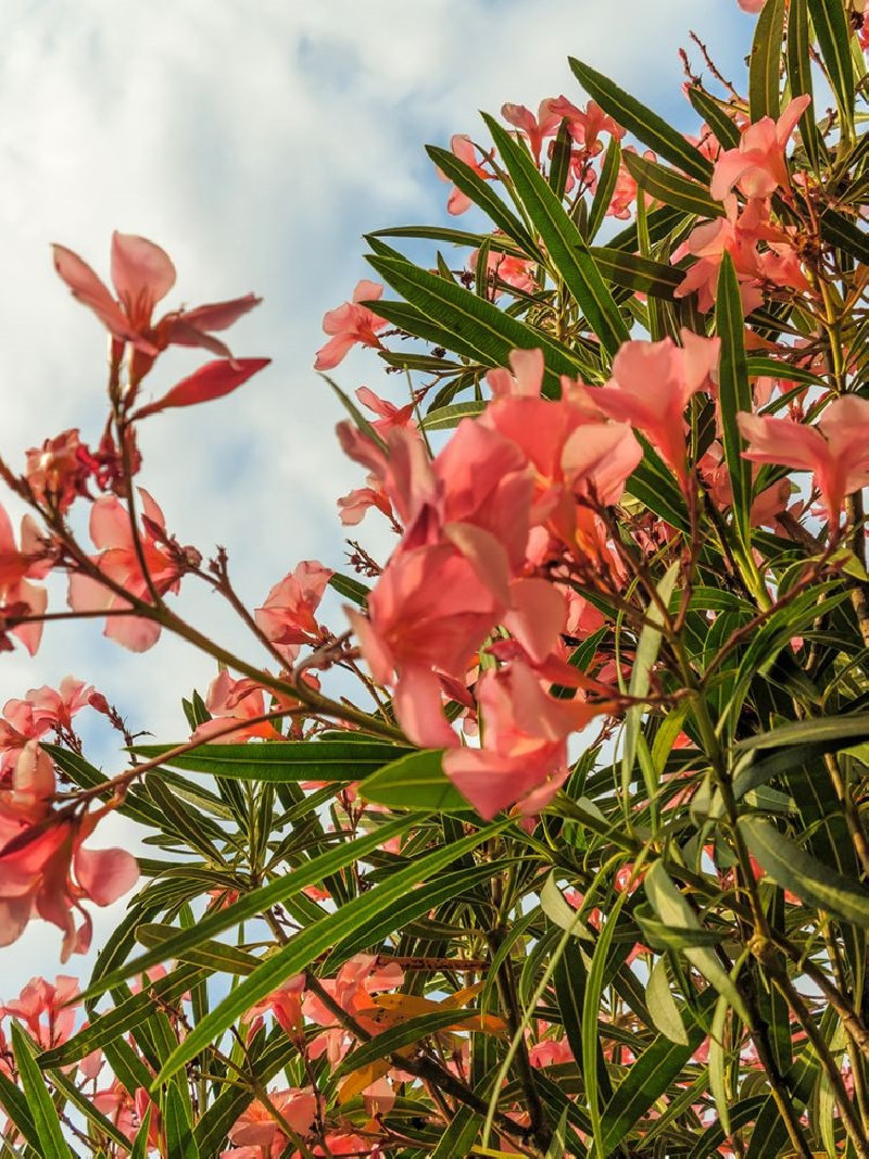 NERIUM oleander SAUMON