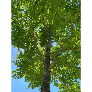 ROBINIA pseudoacacia  BESSONIANA (Robinia faux-acacia)