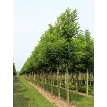 ROBINIA pseudoacacia  BESSONIANA (Robinia faux-acacia)