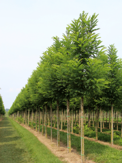 ROBINIA pseudoacacia BESSONIANA