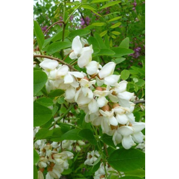 ROBINIA pseudoacacia  BESSONIANA (Robinia faux-acacia)