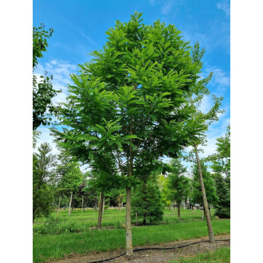 ROBINIA pseudoacacia  BESSONIANA (Robinia faux-acacia)