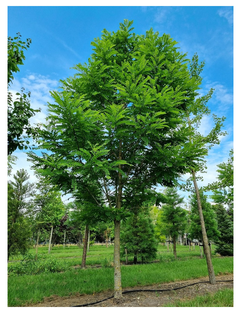 ROBINIA pseudoacacia  BESSONIANA (Robinia faux-acacia)