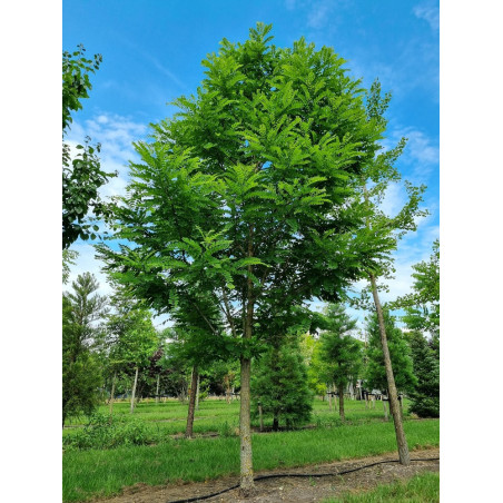 ROBINIA pseudoacacia  BESSONIANA (Robinia faux-acacia)