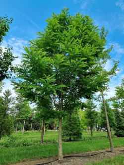 ROBINIA pseudoacacia BESSONIANA