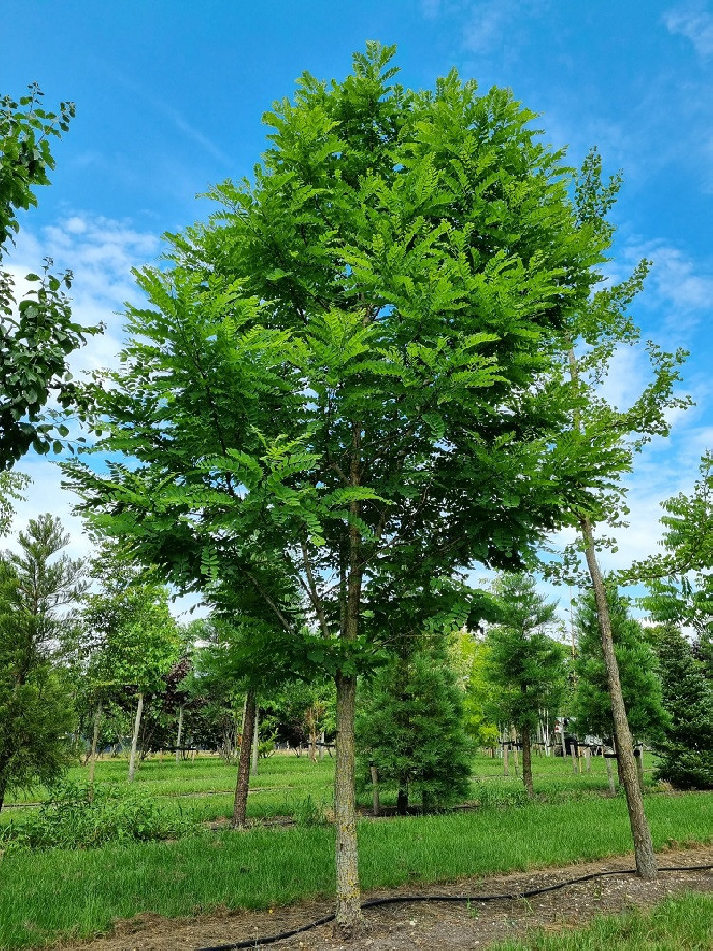 ROBINIA pseudoacacia BESSONIANA
