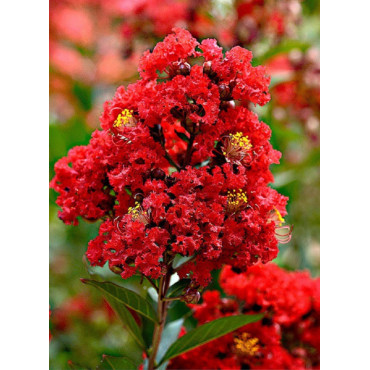 LAGERSTROEMIA ROUGE (Lilas des Indes)