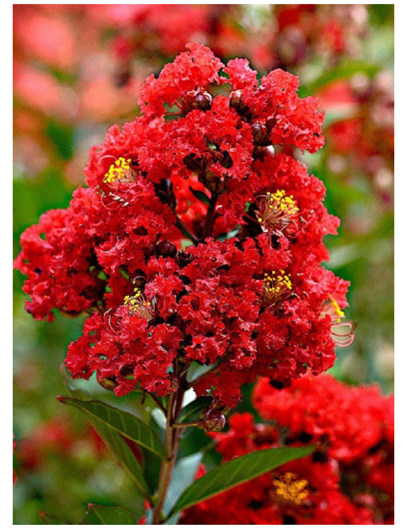 LAGERSTROEMIA ROUGE (Lilas des Indes)