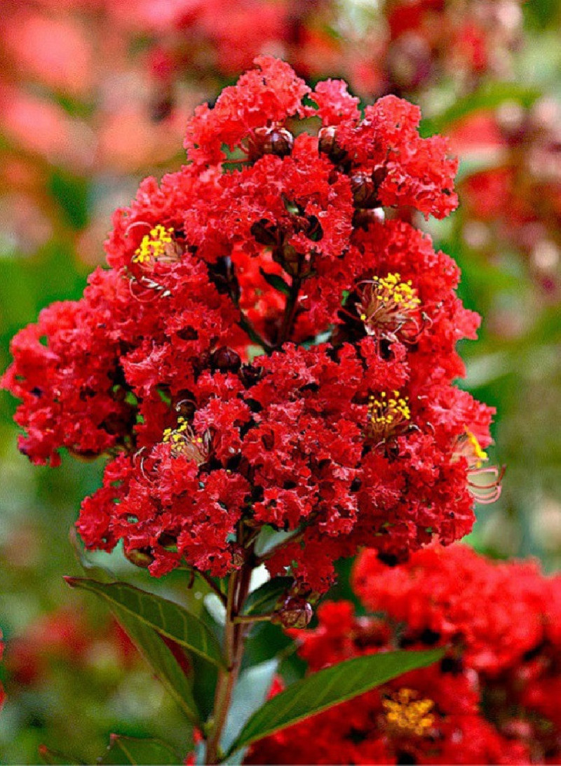 LAGERSTROEMIA ROUGE