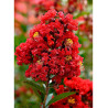 LAGERSTROEMIA ROUGE (Lilas des Indes)