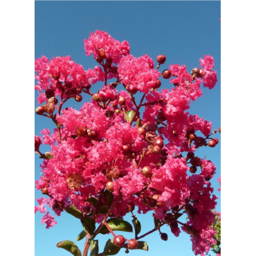 LAGERSTROEMIA SAINT EMILION® (Lilas des Indes)