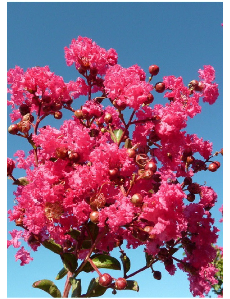 LAGERSTROEMIA SAINT EMILION® (Lilas des Indes)