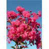 LAGERSTROEMIA SAINT EMILION® (Lilas des Indes)