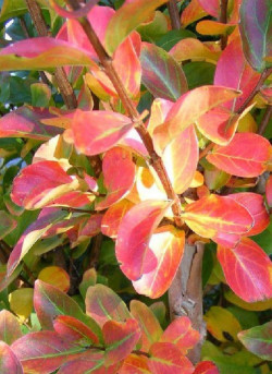 LAGERSTROEMIA SAINT EMILION