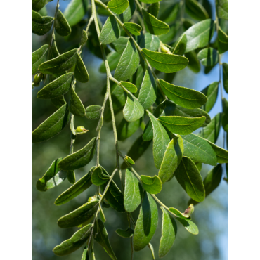 GLEDITSIA triacanthos STREET KEEPER (Févier d'Amérique Street Keeper)