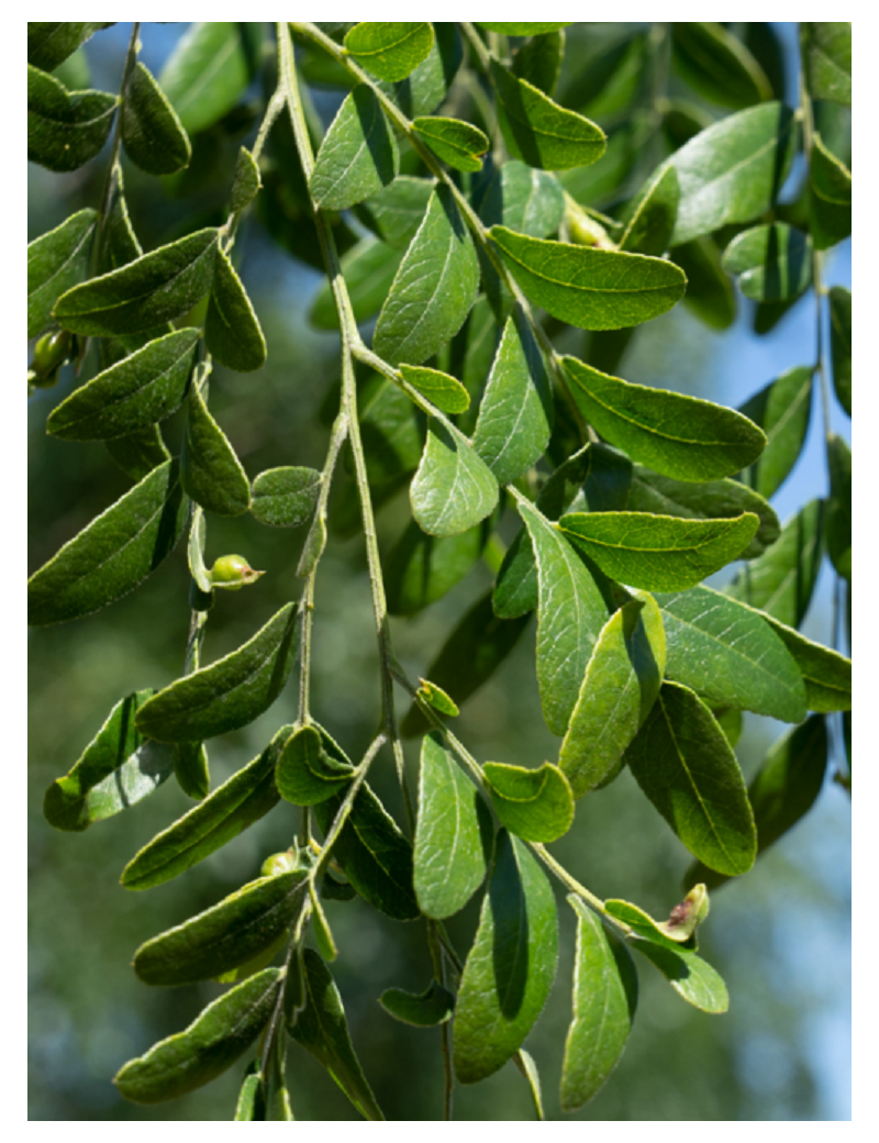 GLEDITSIA triacanthos STREET KEEPER (Févier d'Amérique Street Keeper)