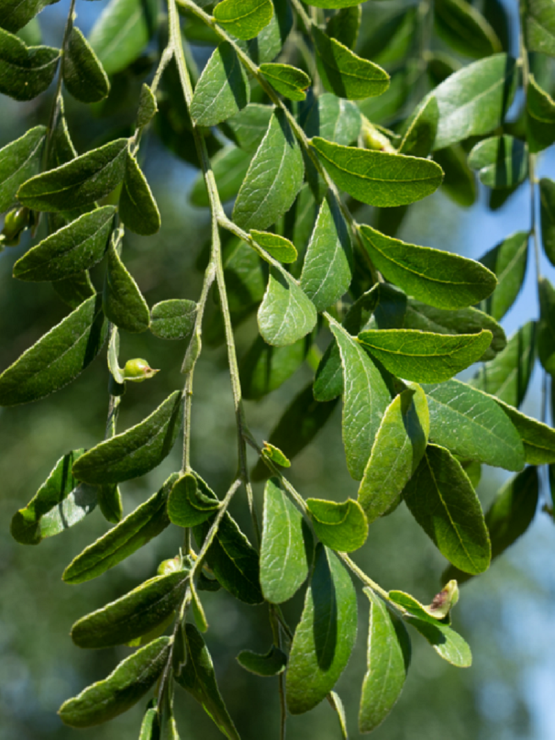 GLEDITSIA triacanthos STREET KEEPER
