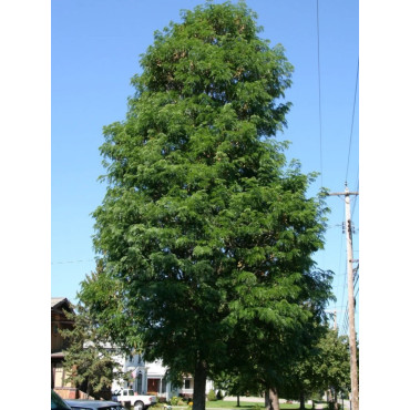 GLEDITSIA triacanthos STREET KEEPER (Févier d'Amérique Street Keeper)