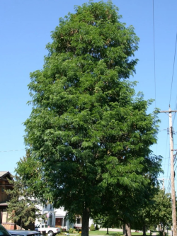 GLEDITSIA triacanthos STREET KEEPER