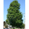 GLEDITSIA triacanthos STREET KEEPER (Févier d'Amérique Street Keeper)