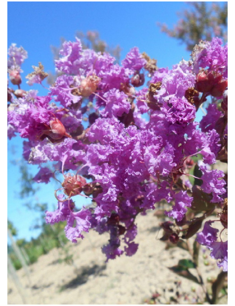 LAGERSTROEMIA TERRE CHINOISE LAGERSTROEMIA TERRE CHINOISE