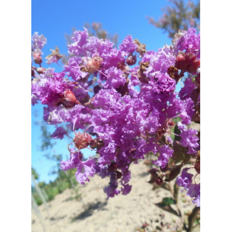 LAGERSTROEMIA TERRE CHINOISE® (Lilas des Indes)