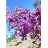 LAGERSTROEMIA TERRE CHINOISE