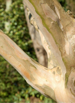 LAGERSTROEMIA TERRE CHINOISE