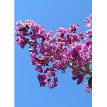 LAGERSTROEMIA TERRE CHINOISE® (Lilas des Indes)