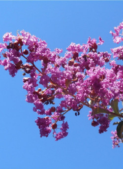 LAGERSTROEMIA TERRE CHINOISE