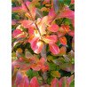 LAGERSTROEMIA TERRE CHINOISE