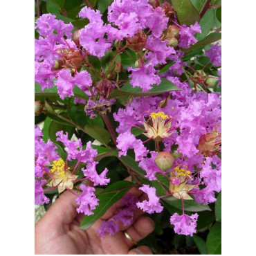 LAGERSTROEMIA VIOLET (Lilas des Indes)