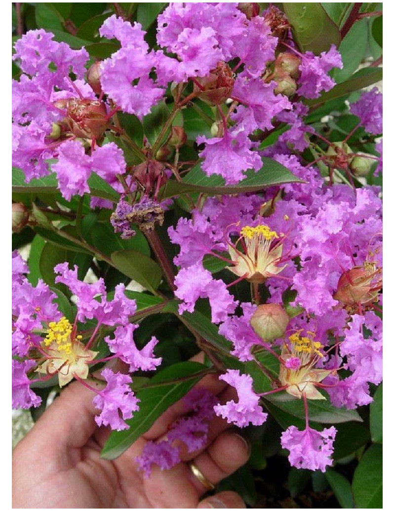 LAGERSTROEMIA VIOLET (Lilas des Indes)