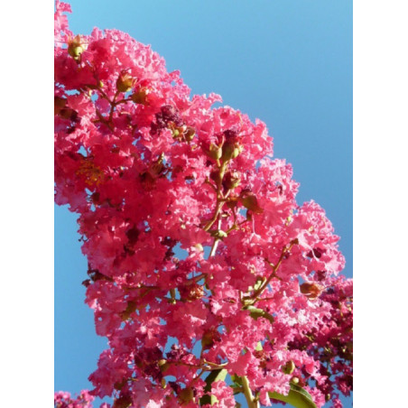 LAGERSTROEMIA YANG TSE® (Lilas des Indes)