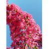 LAGERSTROEMIA YANG TSE® (Lilas des Indes)