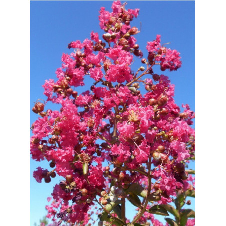 LAGERSTROEMIA YANG TSE® (Lilas des Indes)
