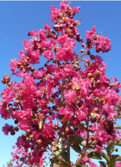 LAGERSTROEMIA YANG TSE