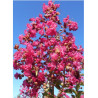 LAGERSTROEMIA YANG TSE® (Lilas des Indes)