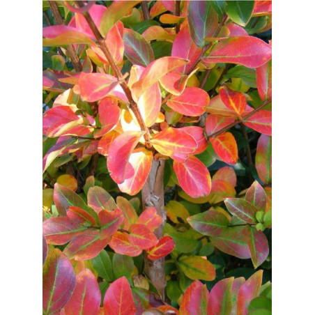 LAGERSTROEMIA YANG TSE® (Lilas des Indes)